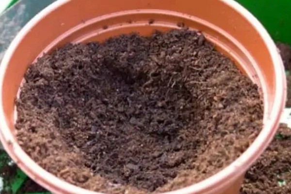 怎么养竹芋花,适宜的生长温度为20-28℃