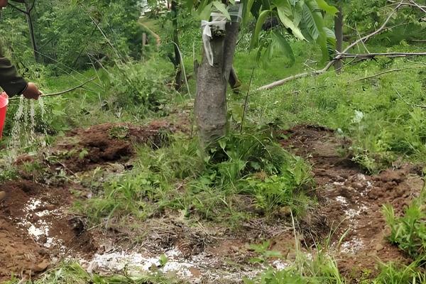 核桃树怎么才可以结果,需及时追施肥料