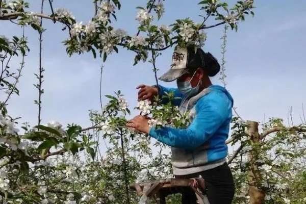 水果套袋的时期，在果实生理落果后的6月下中旬进行