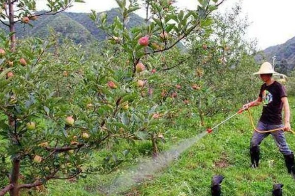 水果套袋的时期，在果实生理落果后的6月下中旬进行