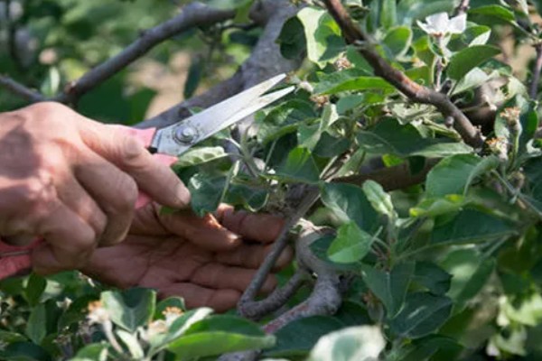 水果套袋的时期，在果实生理落果后的6月下中旬进行