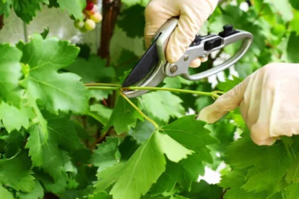 水果套袋的时期，在果实生理落果后的6月下中旬进行