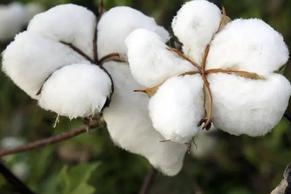 大豆棉属于什么棉花,不属于棉花