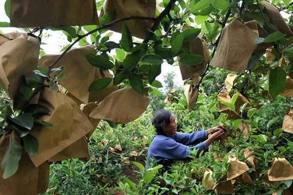 水果套袋的时期，在果实生理落果后的6月下中旬进行