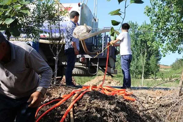 水果套袋的时期，在果实生理落果后的6月下中旬进行