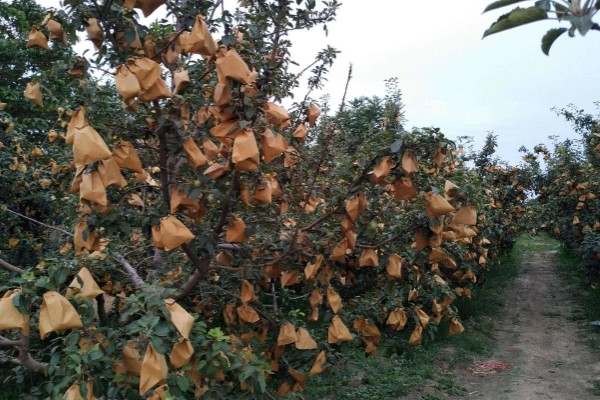 水果套袋的时期，在果实生理落果后的6月下中旬进行