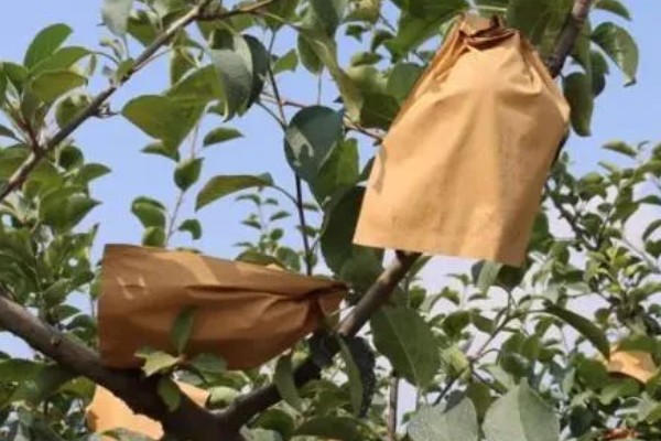水果套袋的时期，在果实生理落果后的6月下中旬进行
