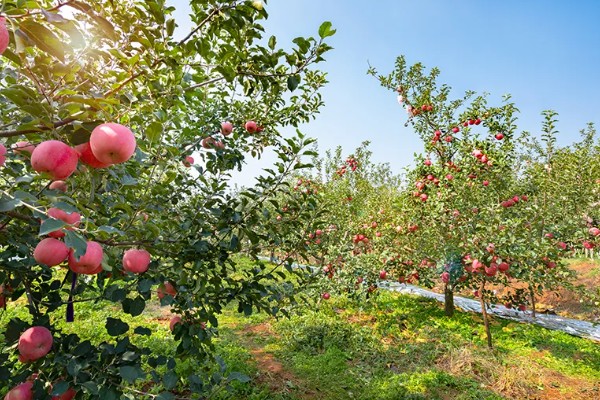 水果套袋的时期，在果实生理落果后的6月下中旬进行