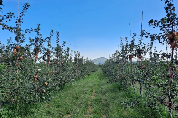 水果套袋的时期，在果实生理落果后的6月下中旬进行