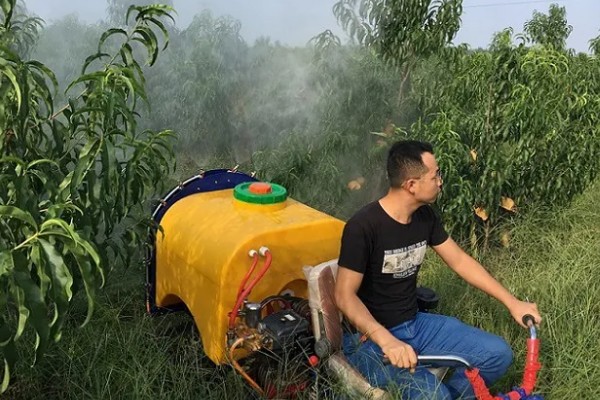 水果套袋的时期，在果实生理落果后的6月下中旬进行