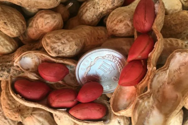 花生的高产种植技术，首先要进行浸泡催芽