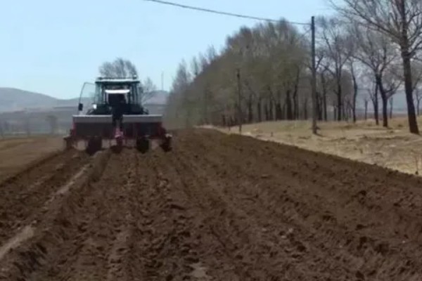 花生的高产种植技术，首先要进行浸泡催芽