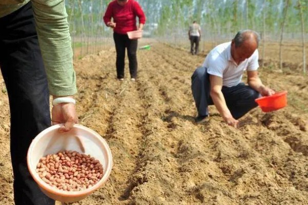 花生的高产种植技术，首先要进行浸泡催芽