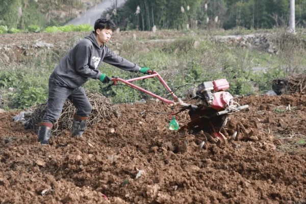花生的高产种植技术，首先要进行浸泡催芽