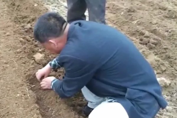 花生的高产种植技术，首先要进行浸泡催芽