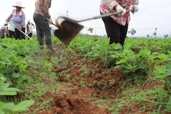 花生的高产种植技术，首先要进行浸泡催芽
