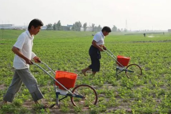 花生的高产种植技术，首先要进行浸泡催芽