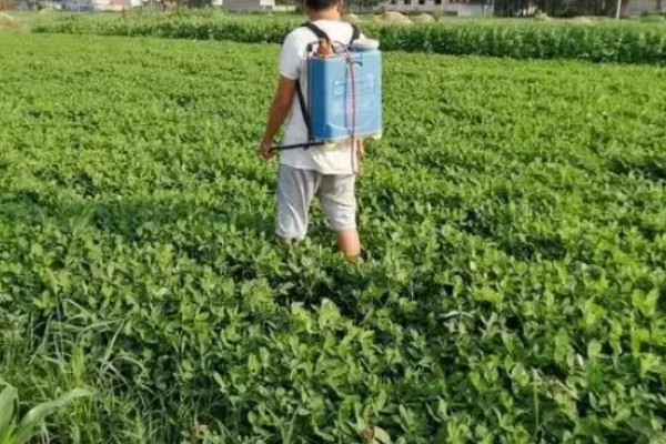 花生的高产种植技术，首先要进行浸泡催芽