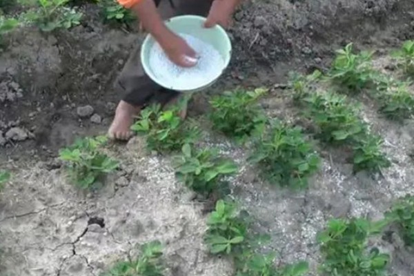 花生的高产种植技术，首先要进行浸泡催芽