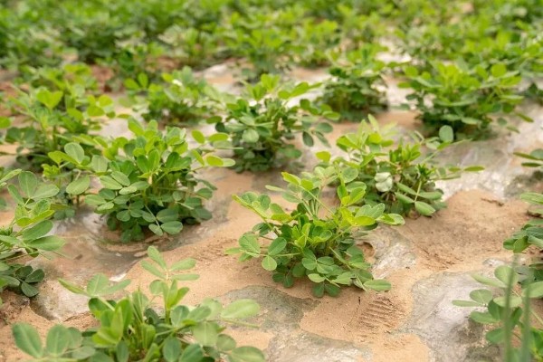 花生的高产种植技术，首先要进行浸泡催芽