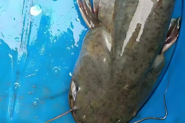 大口鲶鱼简介,分布于我国长江以南的各大水系中