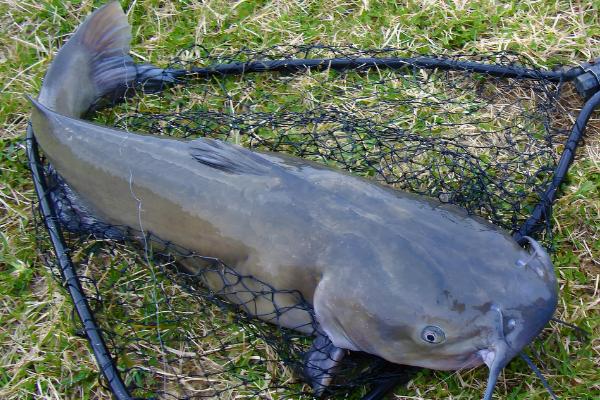 大口鲶鱼简介,分布于我国长江以南的各大水系中