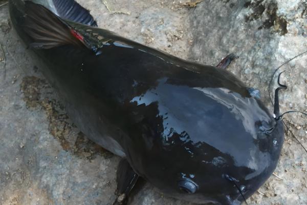 大口鲶鱼简介,分布于我国长江以南的各大水系中