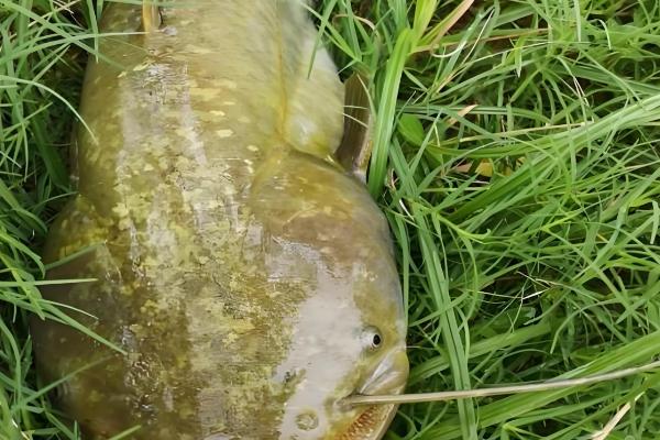 大口鲶鱼简介,分布于我国长江以南的各大水系中