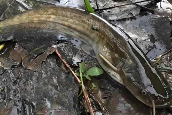 大口鲶鱼简介,分布于我国长江以南的各大水系中