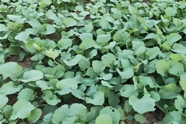 预防油菜冻害的方法，撒施草木灰有利于提高土温