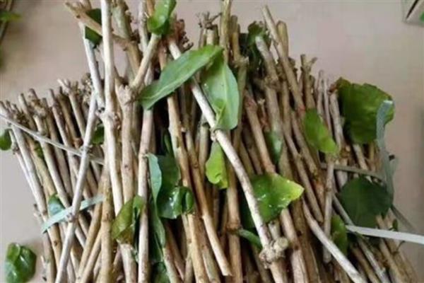 茉莉花的扦插方法，可在春夏秋季进行