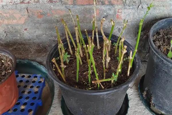 茉莉花的扦插方法，可在春夏秋季进行