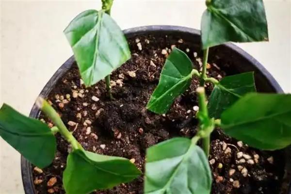 茉莉花的扦插方法，可在春夏秋季进行