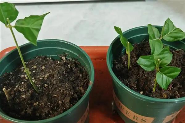 茉莉花的扦插方法，可在春夏秋季进行