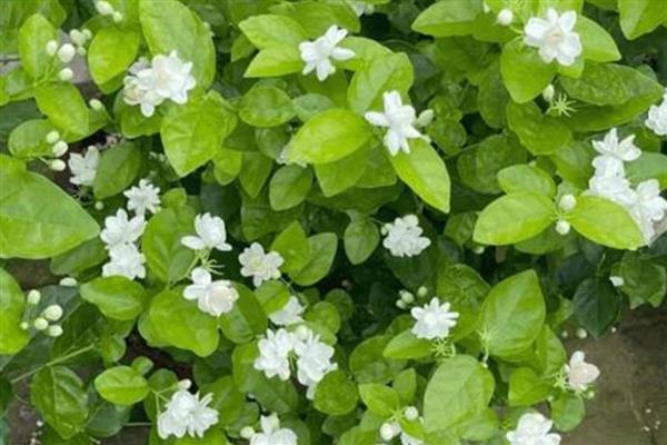 茉莉花的扦插方法，可在春夏秋季进行