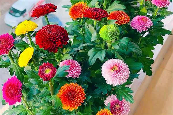 乒乓菊是一年生还是多年生植物，是多年生植物