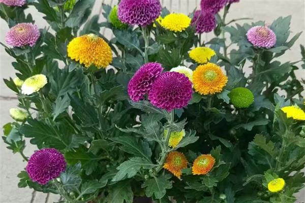 乒乓菊是一年生还是多年生植物，是多年生植物