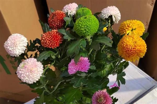 乒乓菊是一年生还是多年生植物，是多年生植物