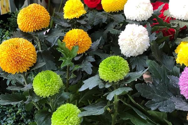 乒乓菊是一年生还是多年生植物，是多年生植物