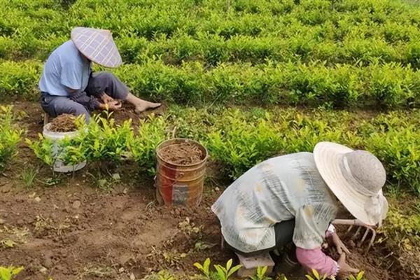 茶叶的种植注意事项,要提前规划好排水和灌溉系统