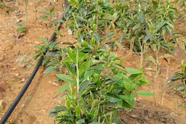 茶叶的种植注意事项,要提前规划好排水和灌溉系统