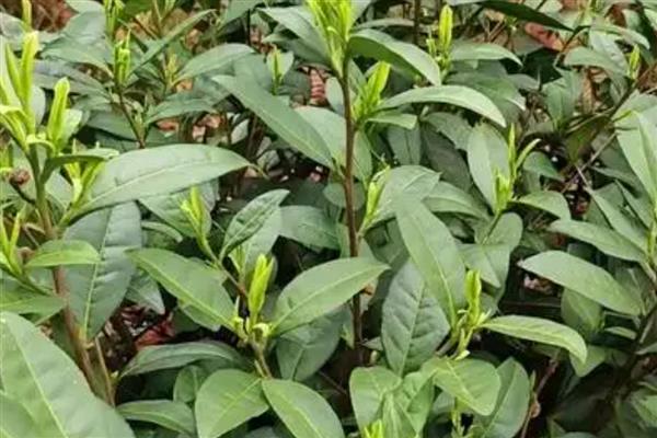 茶叶的种植注意事项,要提前规划好排水和灌溉系统