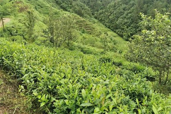 茶叶的种植注意事项,要提前规划好排水和灌溉系统