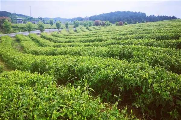 茶叶的种植注意事项,要提前规划好排水和灌溉系统