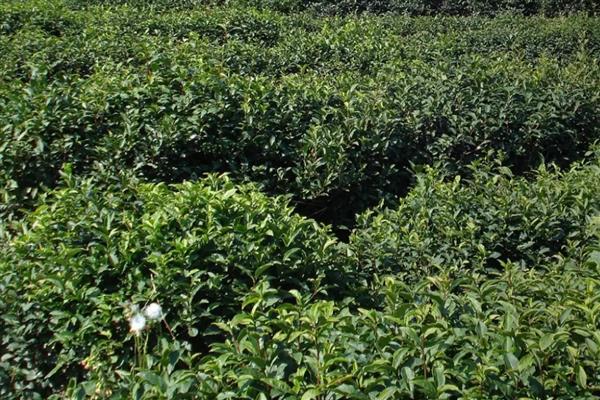 茶叶的种植注意事项,要提前规划好排水和灌溉系统