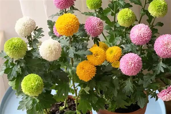 乒乓菊是一年生还是多年生植物，是多年生植物