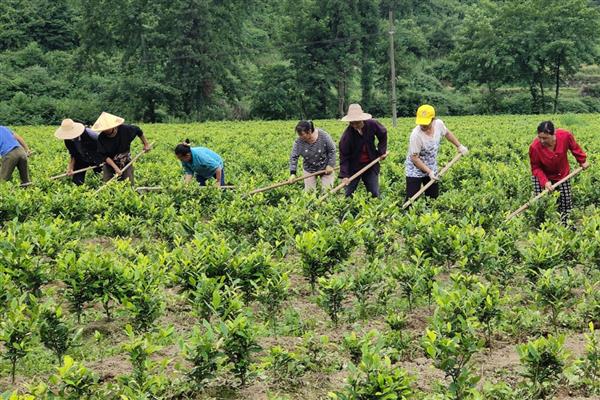 茶叶的种植注意事项,要提前规划好排水和灌溉系统