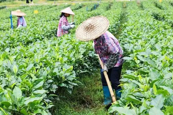 茶叶的种植注意事项,要提前规划好排水和灌溉系统