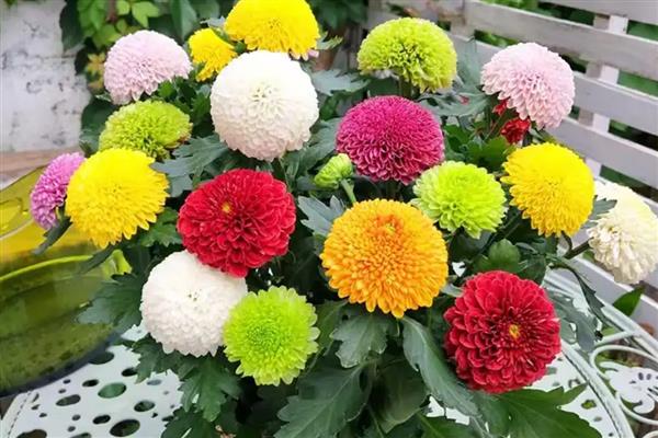 乒乓菊是一年生还是多年生植物，是多年生植物