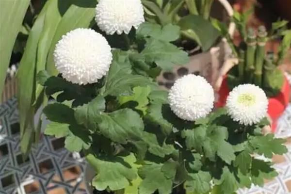 乒乓菊是一年生还是多年生植物，是多年生植物